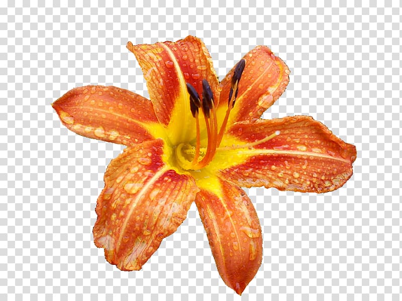 Flower Tiger lily Lilium columbianum Lilium bulbiferum, lily transparent background PNG clipart