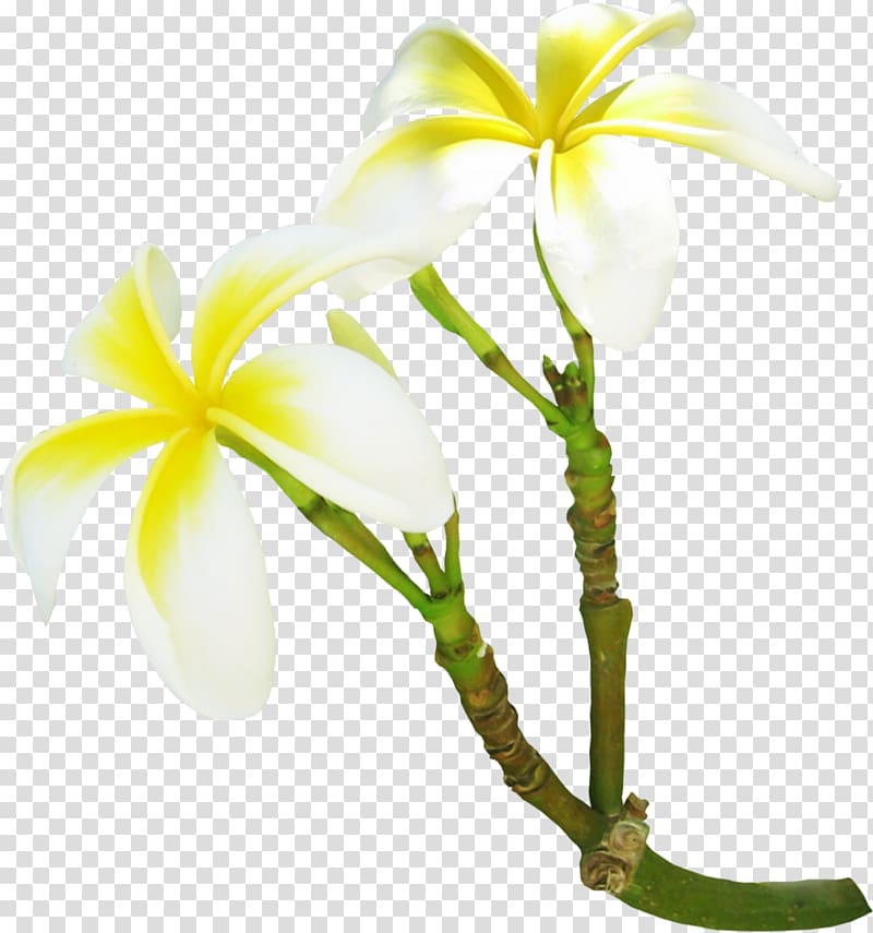 Gardenia Flower Frangipani , vanilla transparent background PNG clipart
