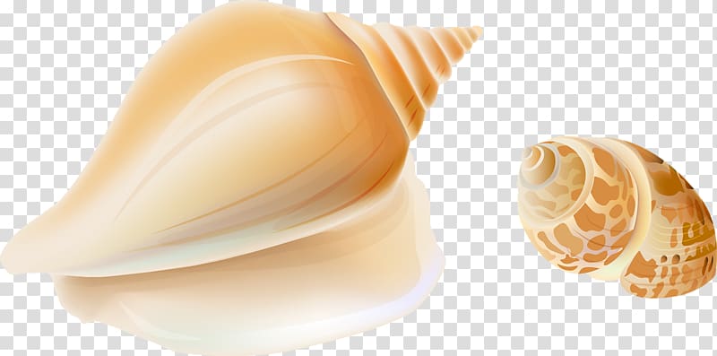 Cartoon , conch transparent background PNG clipart