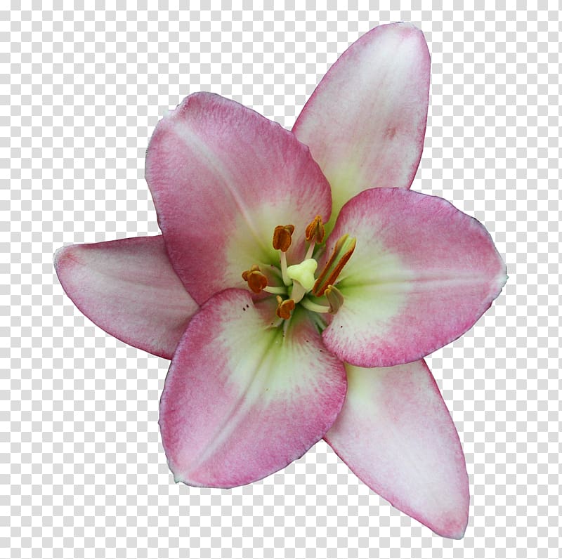 Lilium Digital Daylily, others transparent background PNG clipart