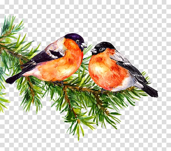 Watercolor painting Bullfinch , painting transparent background PNG clipart
