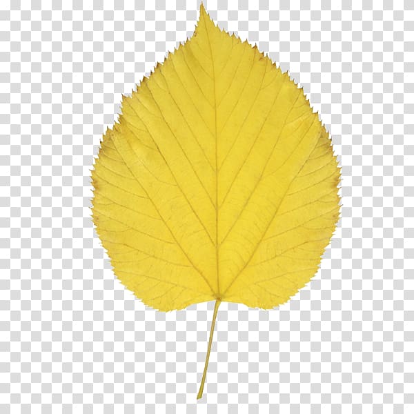 Autumn leaf color Aspen , gold leaf transparent background PNG clipart