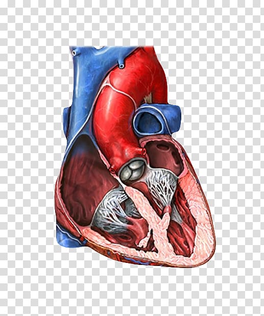 Mitral valve Tricuspid valve Heart valve Mitral insufficiency, Left Ventricle transparent background PNG clipart