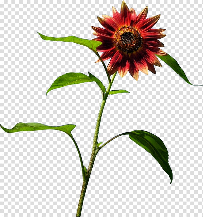 Common sunflower Blanket flowers Sunflower seed Coneflower, flower transparent background PNG clipart