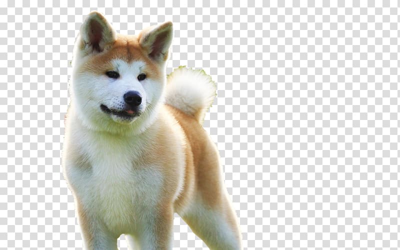 Sakhalin Husky Akita Shikoku dog Canaan Dog Puppy, White dog transparent background PNG clipart
