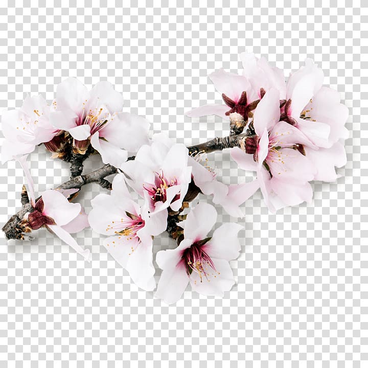 Almond milk Almond Blossoms Flower, almond transparent background PNG clipart