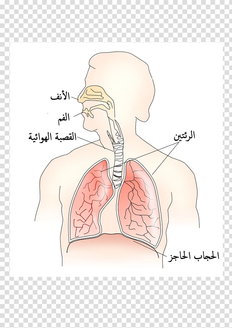 Nose Muscle Thoracic diaphragm Respiratory system Aorta, respiratory transparent background PNG clipart