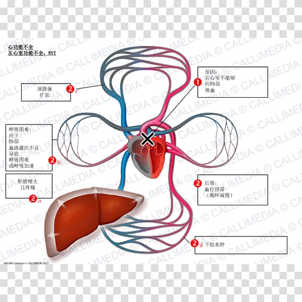 Heart Ailment Ventricle Cardiology Heart rate Symptom, Digestif transparent background PNG clipart