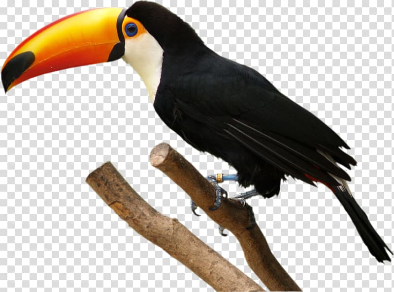 Bird Toco toucan Parrot , hulk transparent background PNG clipart