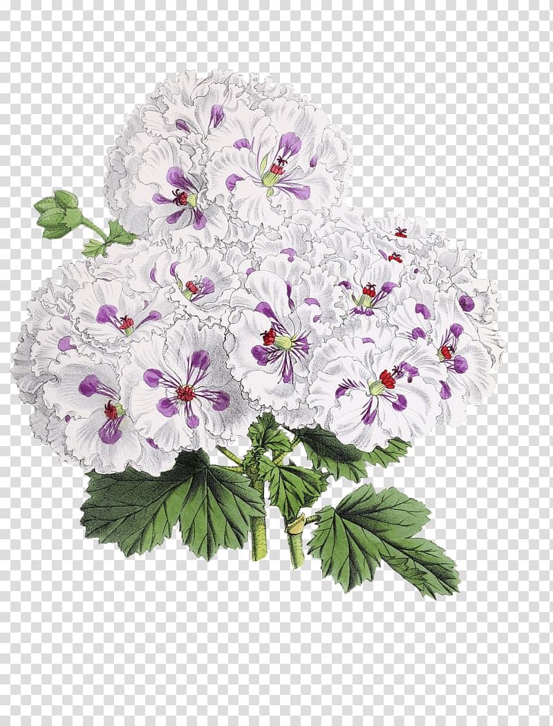 white-and-purple petaled flowers, Flower Drawing transparent background PNG clipart
