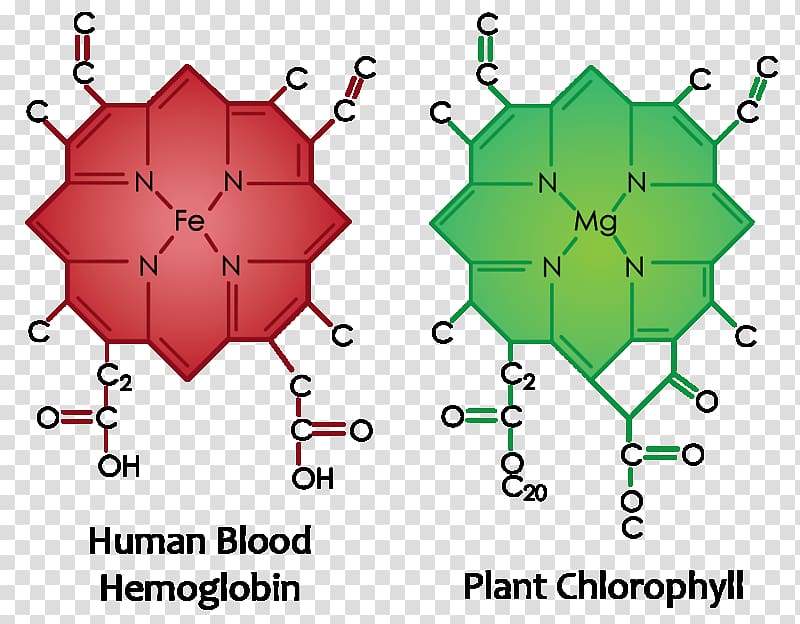 Chlorophyll Molecule Plant cell, Barley grass transparent background PNG clipart