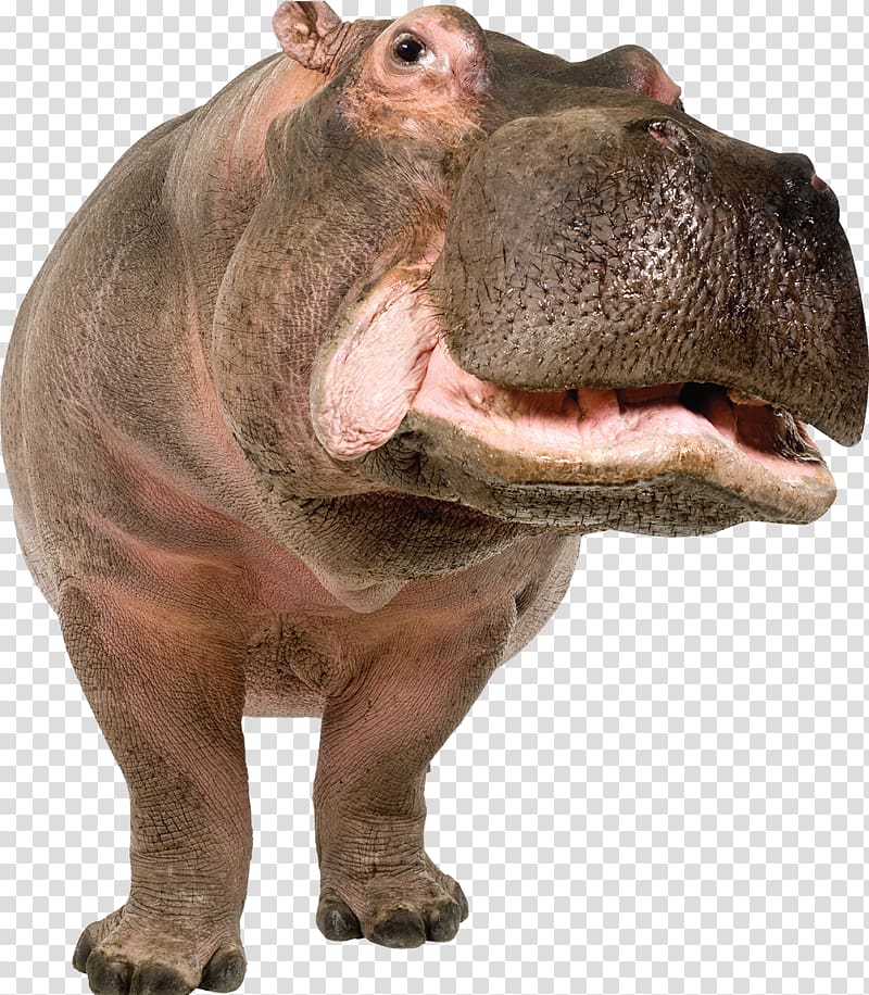 Pygmy hippopotamus Hippopotamus gorgops Illustration, Hippo transparent background PNG clipart
