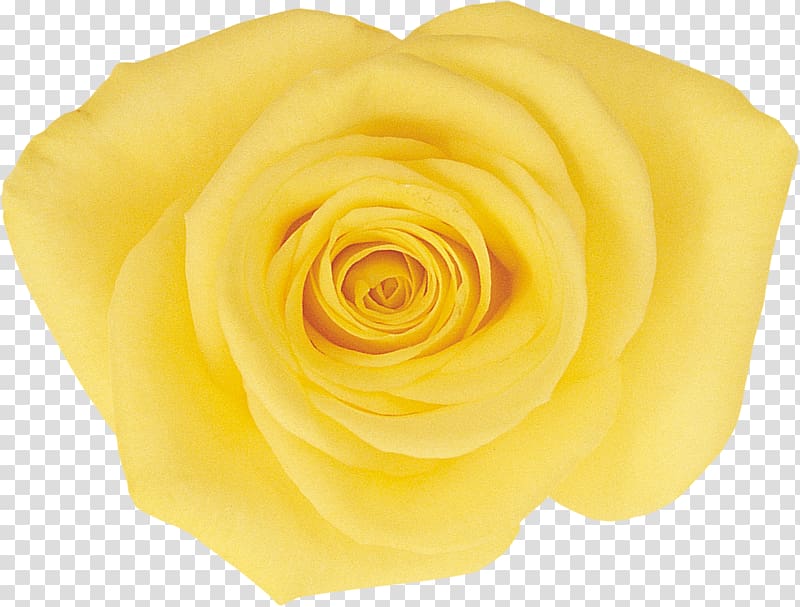 Garden roses Cut flowers Rosaceae, yellow rose transparent background PNG clipart