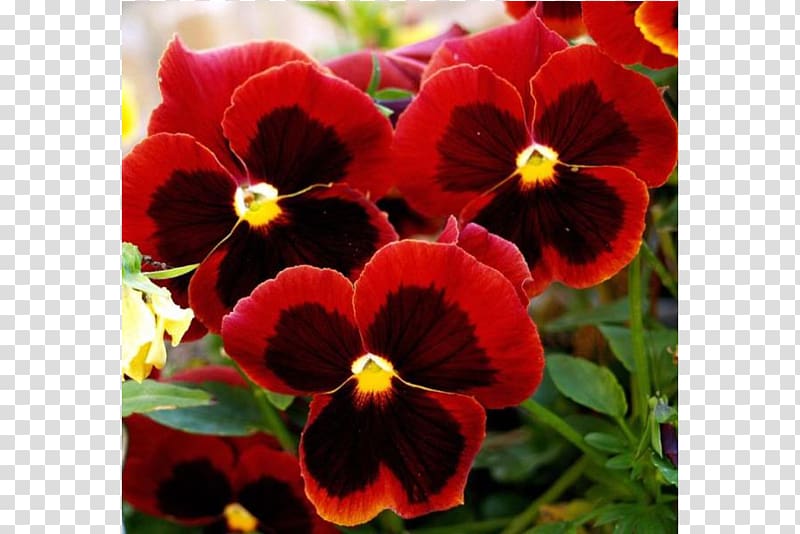 Wild pansy Love Edible flower Plant, flower transparent background PNG clipart