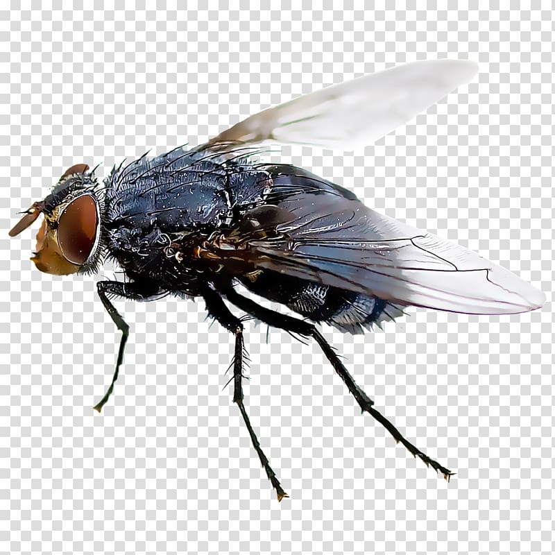 Black fly Insect Mosquito Housefly, fly transparent background PNG clipart