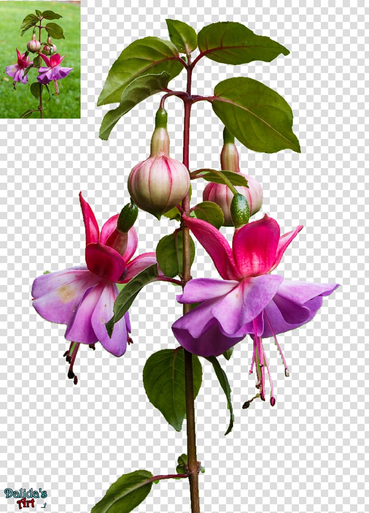 Fuchsia Portable Network Graphics Flower Desktop , Balcony Plants Fuchsia transparent background PNG clipart