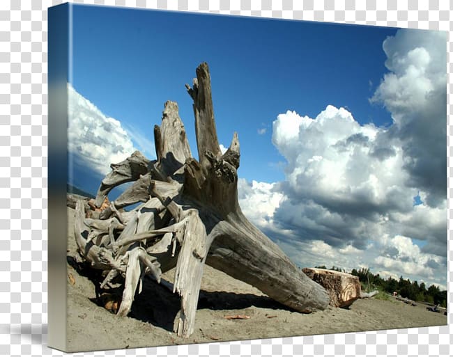 Statue Tree Memorial Driftwood, tree transparent background PNG clipart