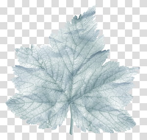 Leaf Tree, Leaf transparent background PNG clipart thumbnail