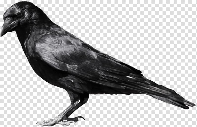 black crow, Black Crow Sideview transparent background PNG clipart
