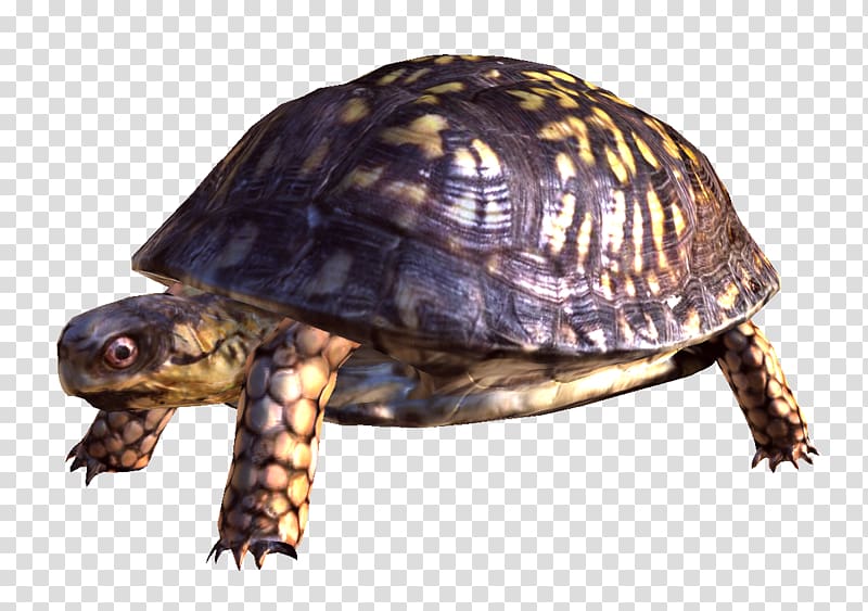 Turtle , Turtle transparent background PNG clipart