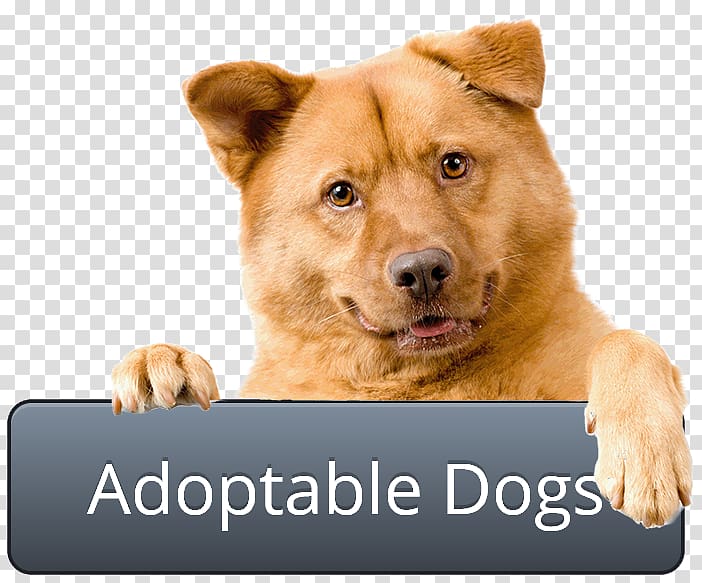 Dog Cat Pet adoption Animal shelter, pet adoption transparent background PNG clipart