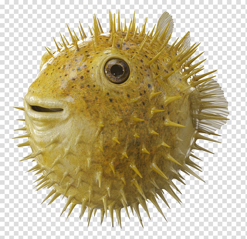 Angel of the Lord Bank Pufferfish Film Production Companies, transparent background PNG clipart