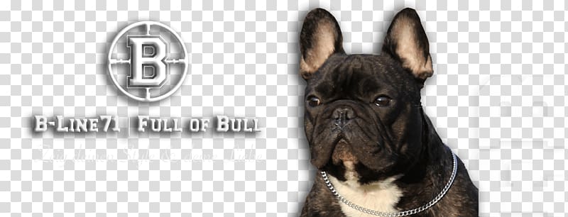Dog breed French Bulldog Old English Bulldog Olde English Bulldogge, T-shirt transparent background PNG clipart