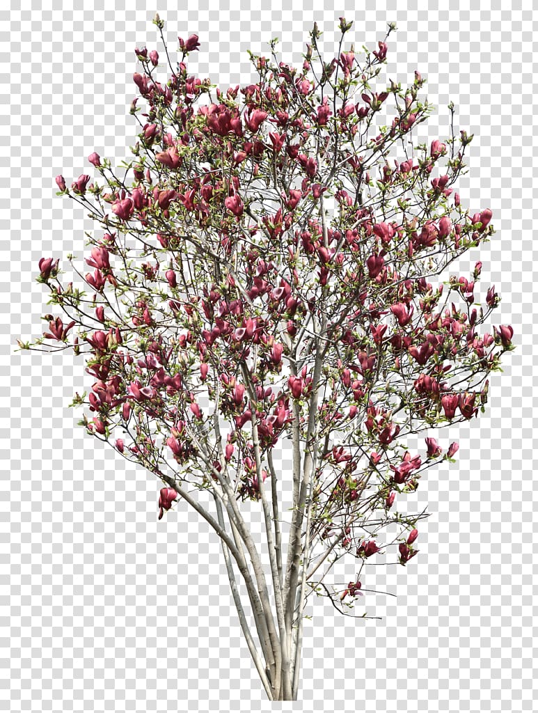Tree Southern magnolia Chinese magnolia , myrtle transparent background PNG clipart