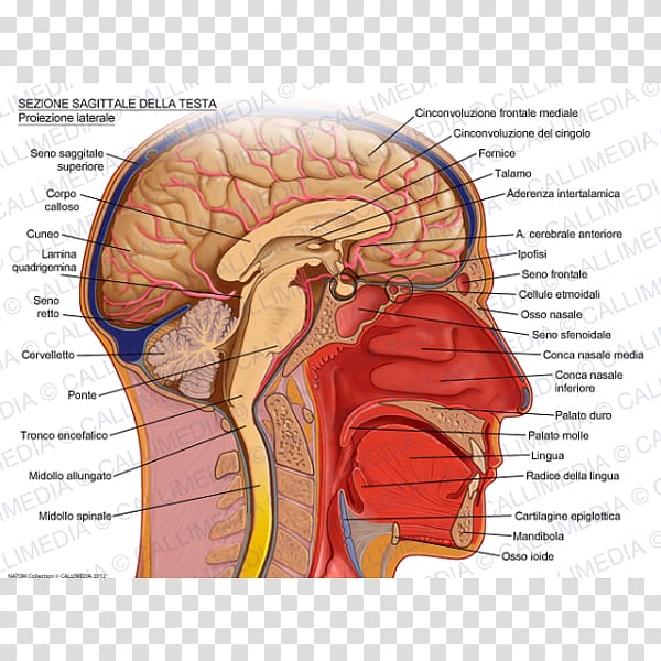 Sagittal plane Human head Brain Skull, Brain transparent background PNG clipart