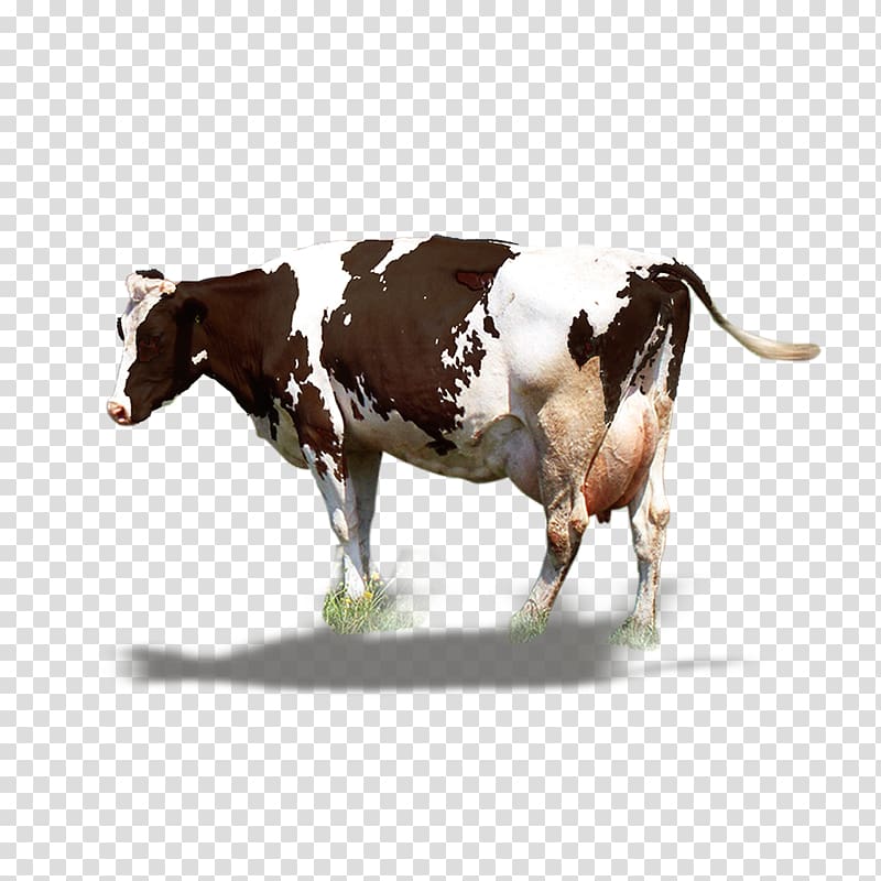 Dairy cattle Milk Ox, A fat cow transparent background PNG clipart
