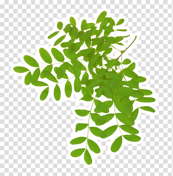 Leaf Acacia dealbata Gum arabic tree Plant, Leaf transparent background PNG clipart