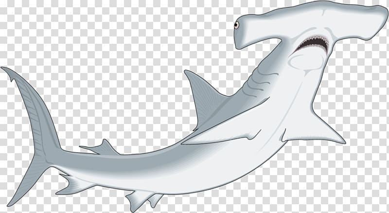 Winghead shark Great hammerhead Smooth hammerhead , sharks transparent background PNG clipart