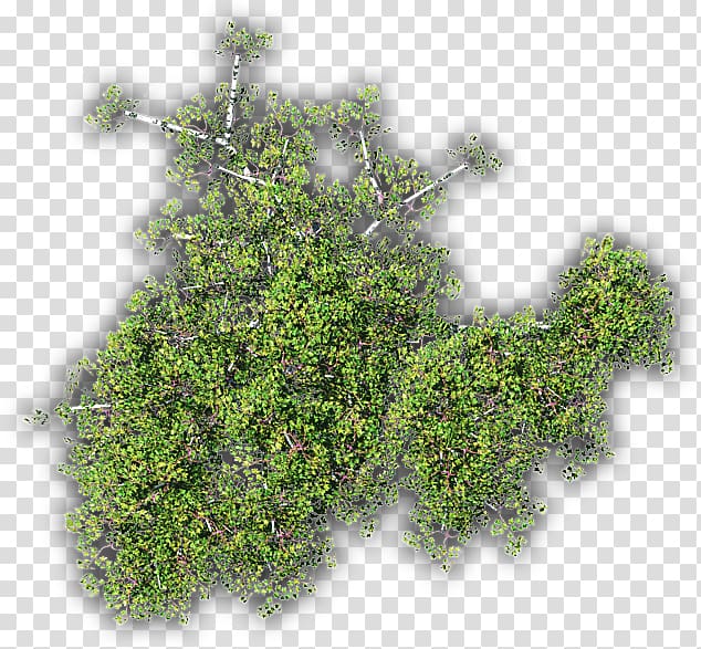 Thymes Shrubland Herb, others transparent background PNG clipart