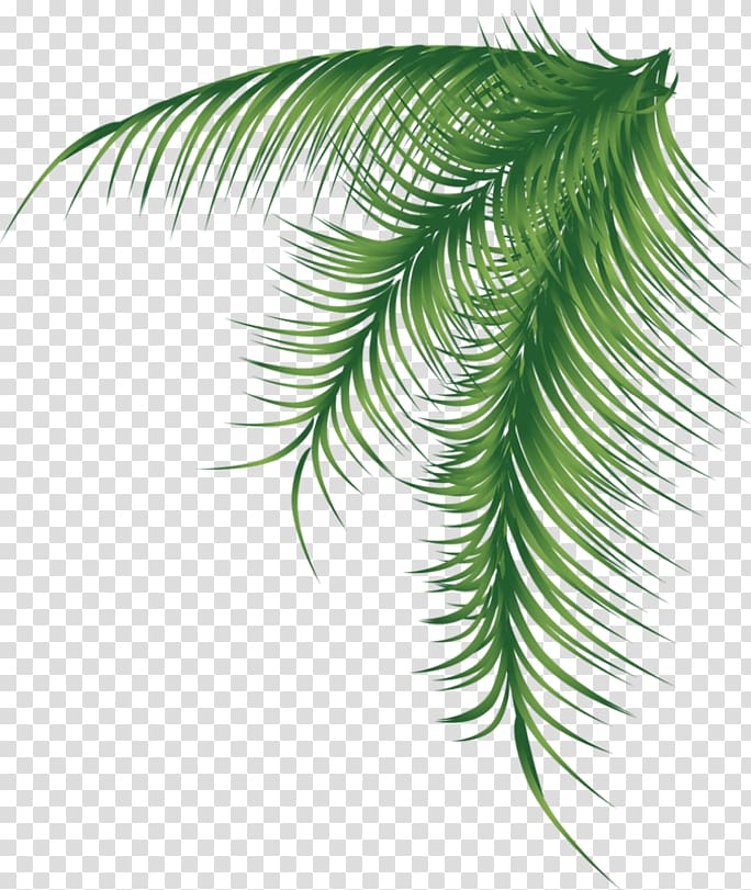 green leaves , Arecaceae Palm branch Leaf, BAY LEAVES transparent background PNG clipart