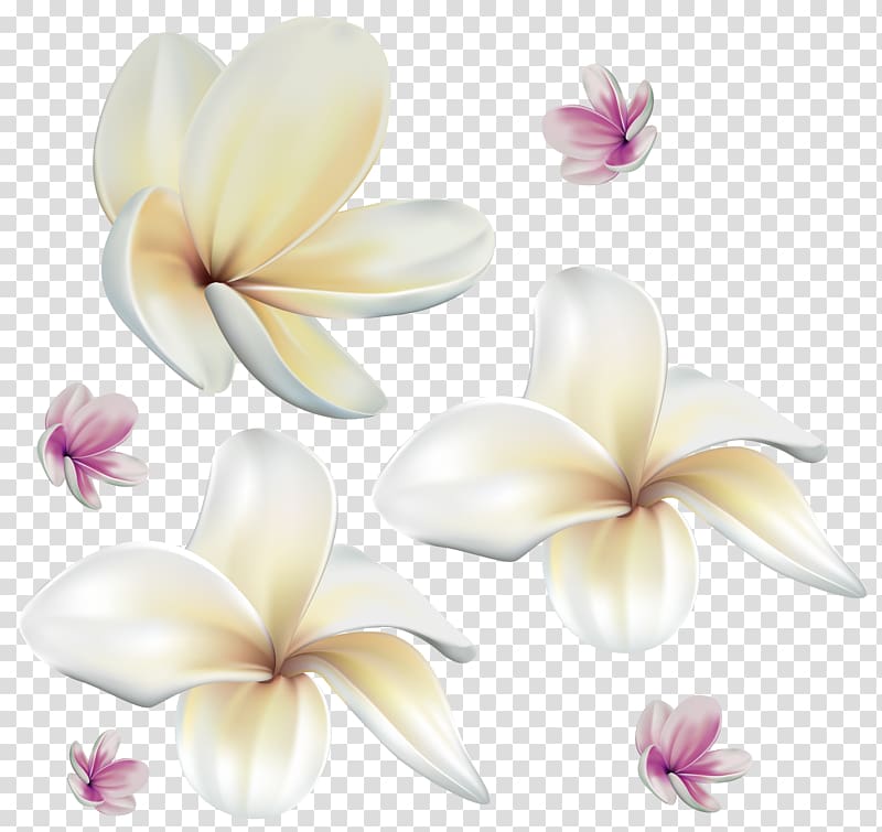 three white petaled flowers, Flower , Soft Exotic Flowers transparent background PNG clipart