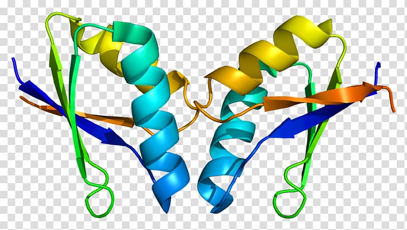 ATOX1 Protein structure Hephaestin DMT1, others transparent background PNG clipart