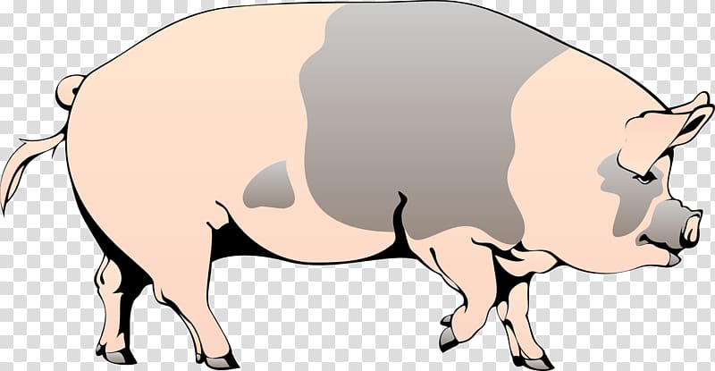Domestic pig , farm animals transparent background PNG clipart