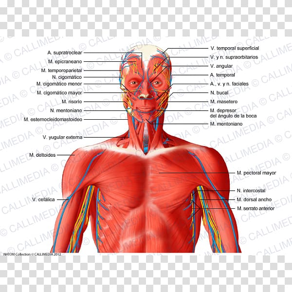 Muscular system Neck Blood vessel Muscle Human anatomy, heart transparent background PNG clipart
