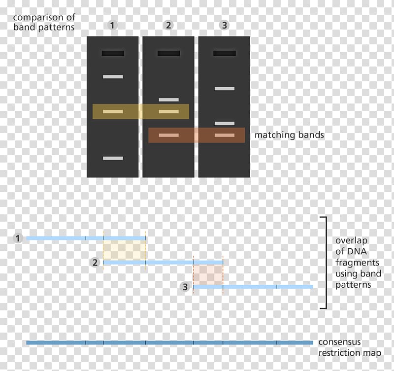 Gene mapping DNA profiling Genome Fingerprint, Restriction Enzyme transparent background PNG clipart