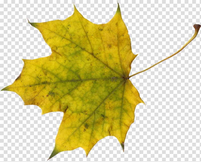 Maple leaf Autumn leaf color , autumn leaves transparent background PNG clipart