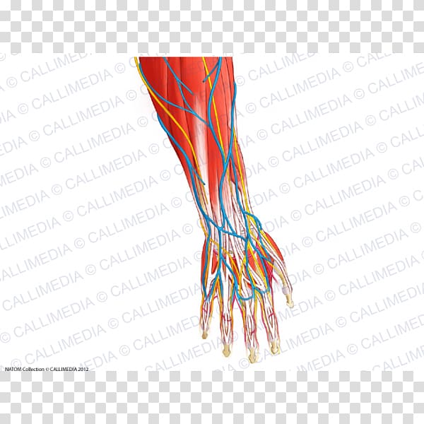 Finger Nerve Blood vessel Muscle Forearm, hand transparent background PNG clipart