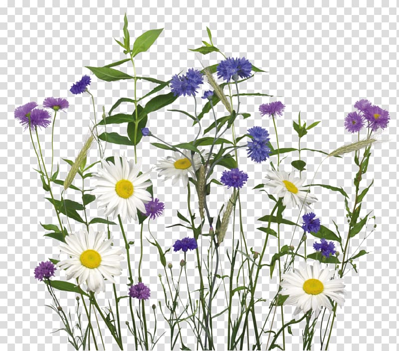 Chamomile Flower , watercolor grass transparent background PNG clipart