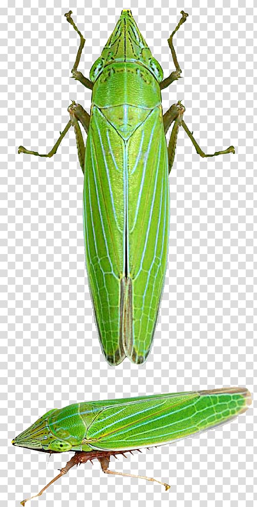 Grasshopper Insect Locust Caelifera Draeculacephala angulifera, Green Grasshopper transparent background PNG clipart