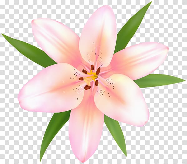 Lily of the Incas Peruvian-lily , others transparent background PNG clipart