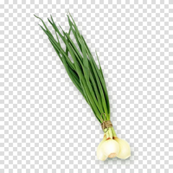 Allium fistulosum Onion Leek Scallion Clénay, onion transparent background PNG clipart