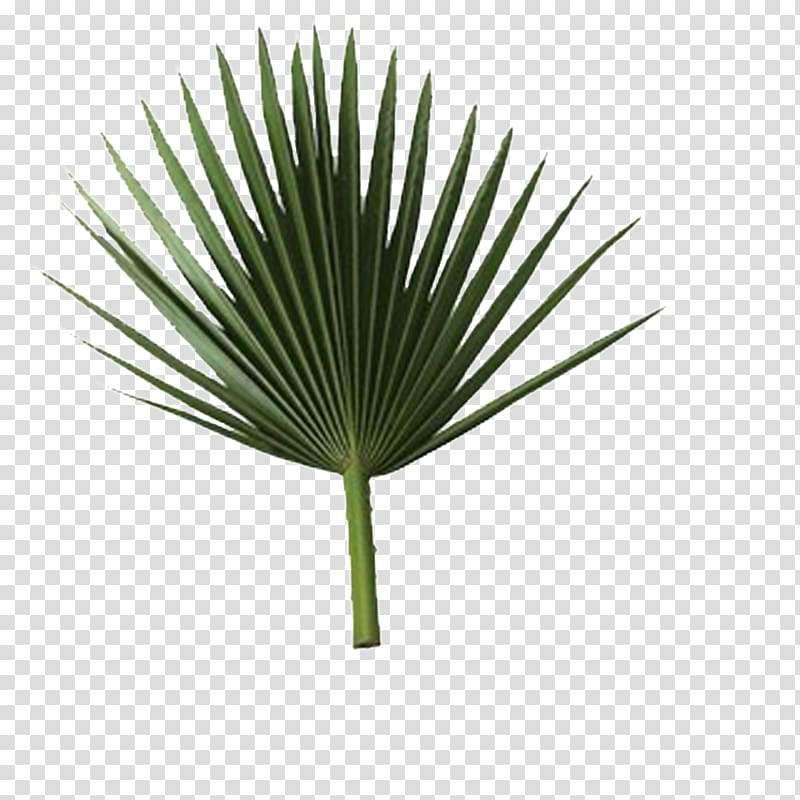 green fan palm leave, Sabal Palm Arecaceae Palm branch Leaf Frond, palm leaves transparent background PNG clipart