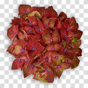 Petal Cut flowers Leaf, Leaf transparent background PNG clipart thumbnail