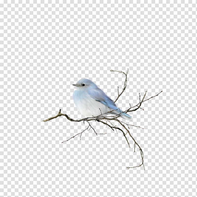 blue and gray bird, Bird Watercolor painting , bird transparent background PNG clipart