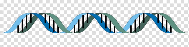 The Double Helix: A Personal Account of the Discovery of the Structure of DNA Epigenetics Biology, dna strand transparent background PNG clipart