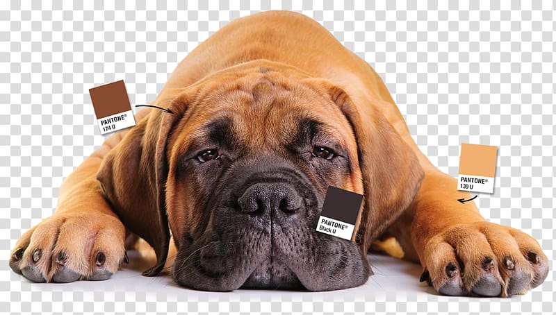 Dog breed Bullmastiff Boerboel Boxer Tosa, puppy transparent background PNG clipart